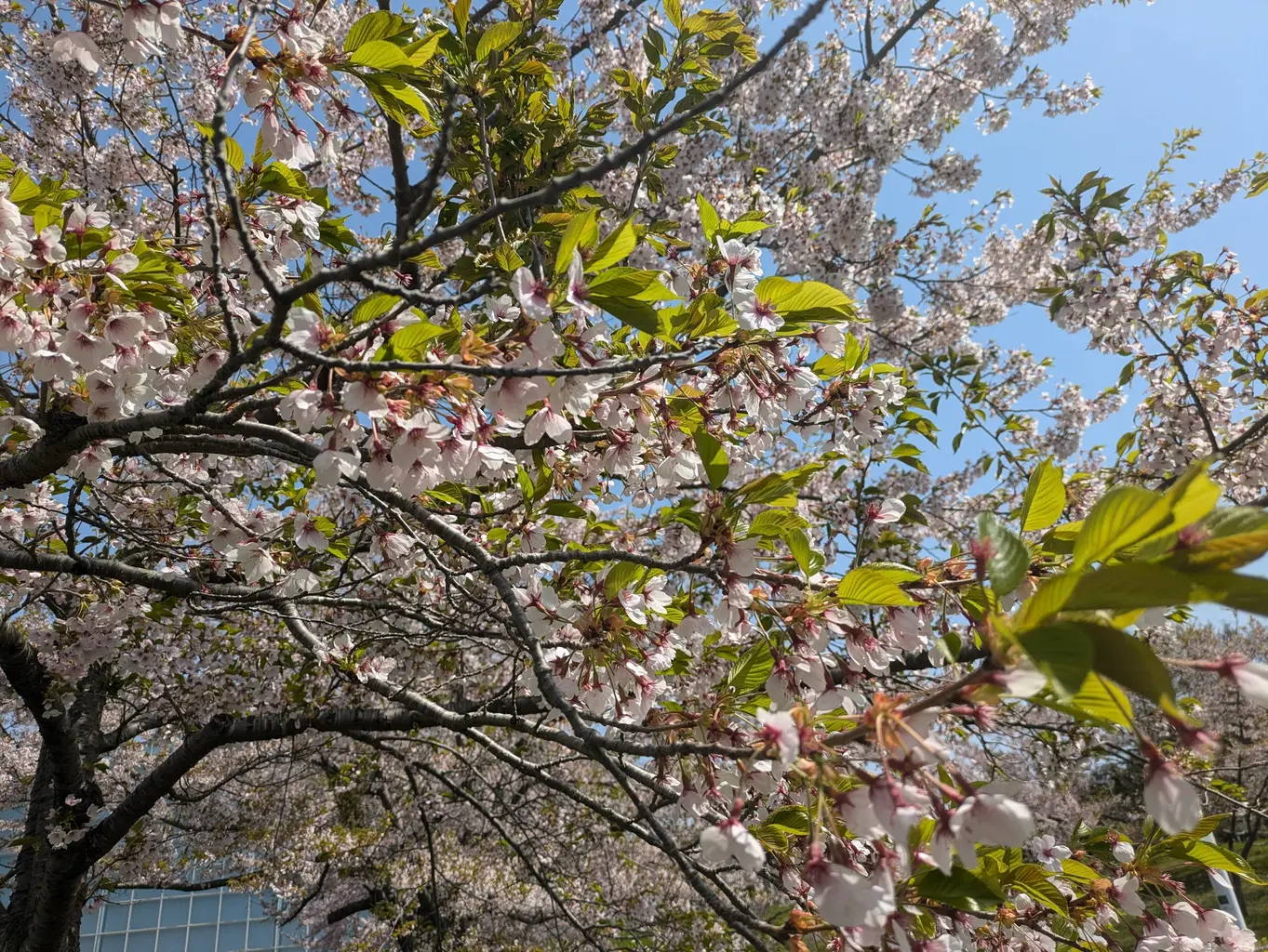 そういえば、イベント開催時期の未来大前もこのような素敵な葉桜でした